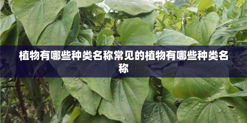 植物有哪些种类名称常见的植物有哪些种类名称