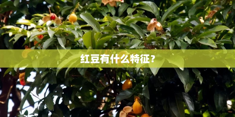 红豆有什么特征？