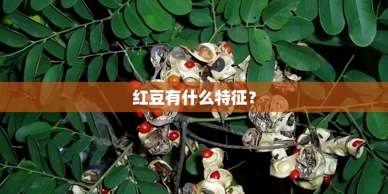 红豆有什么特征？