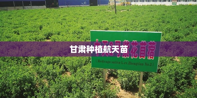 甘肃种植航天苗