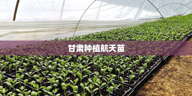 甘肃种植航天苗