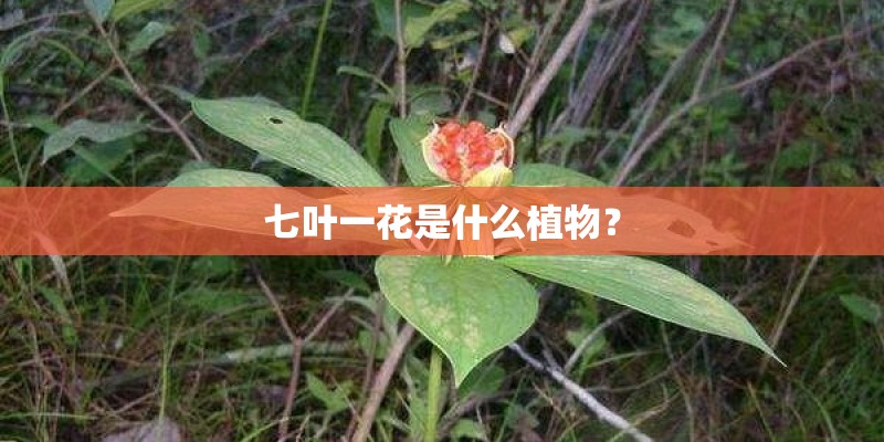七叶一花是什么植物？