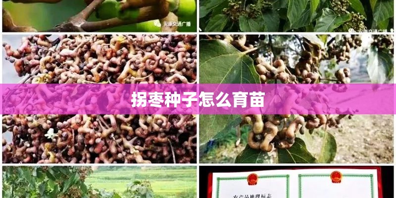 拐枣种子怎么育苗