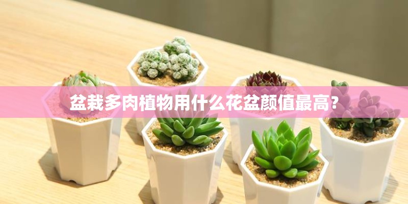 盆栽多肉植物用什么花盆颜值最高？