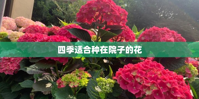 四季适合种在院子的花