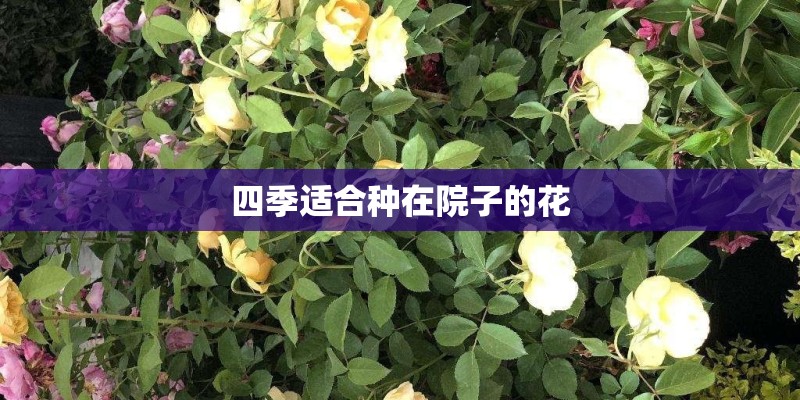 四季适合种在院子的花
