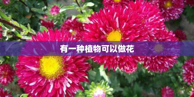 有一种植物可以做花