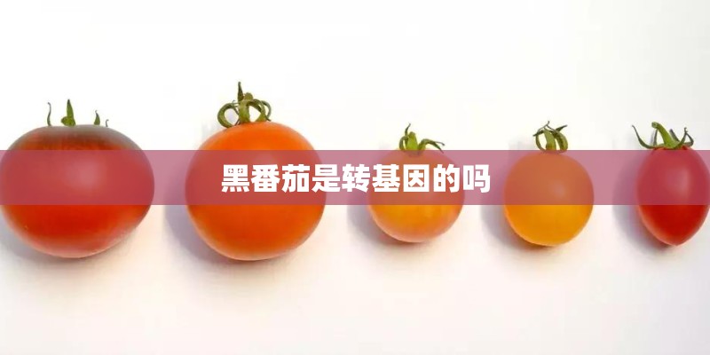 黑番茄是转基因的吗