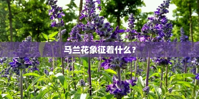 马兰花象征着什么？