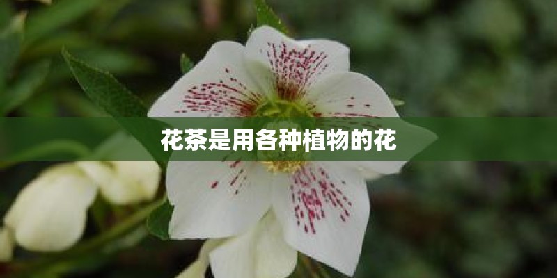 花茶是用各种植物的花