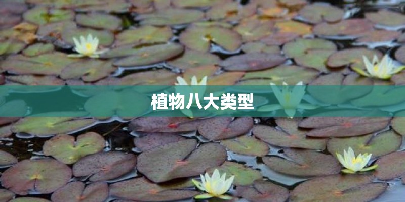 植物八大类型