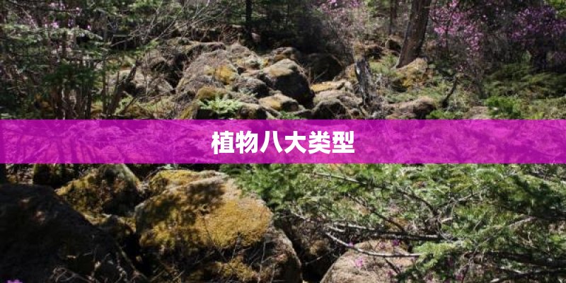 植物八大类型