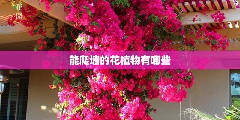能爬墙的花植物有哪些
