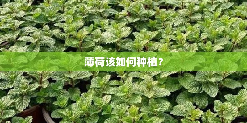 薄荷该如何种植？