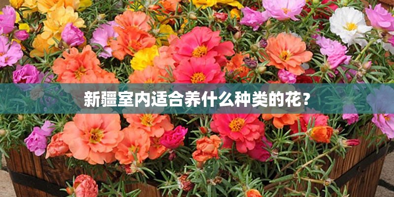 新疆室内适合养什么种类的花？