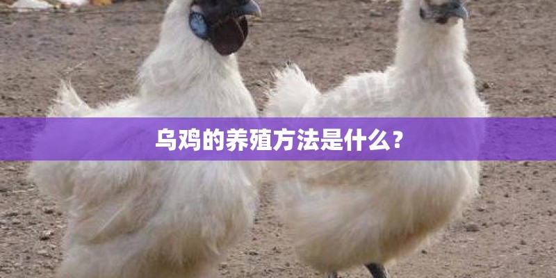 乌鸡的养殖方法是什么？