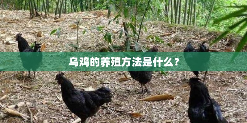 乌鸡的养殖方法是什么？