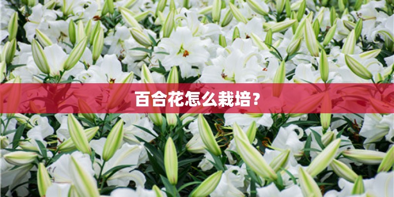 百合花怎么栽培？