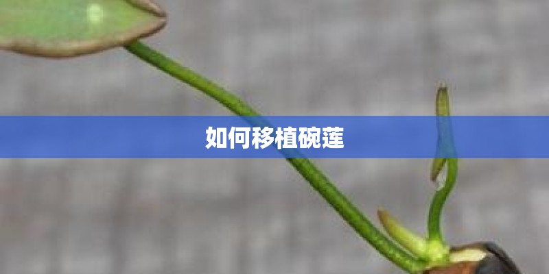 如何移植碗莲