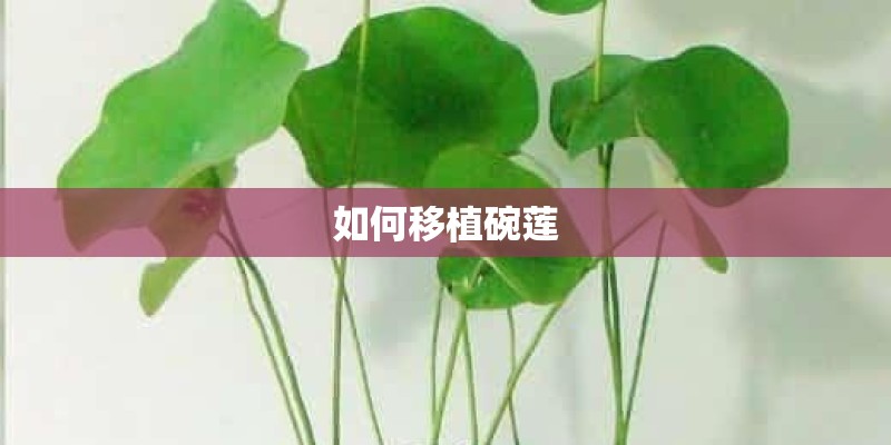 如何移植碗莲