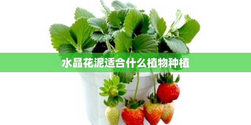 水晶花泥适合什么植物种植