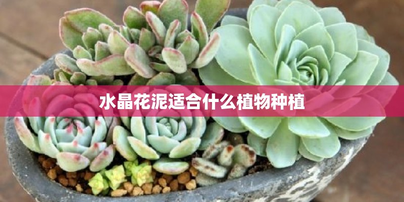 水晶花泥适合什么植物种植