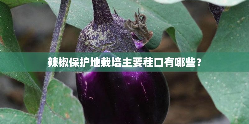 辣椒保护地栽培主要茬口有哪些？