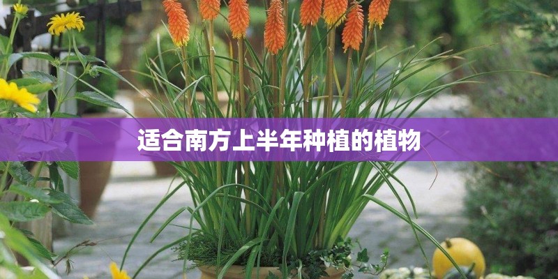 适合南方上半年种植的植物