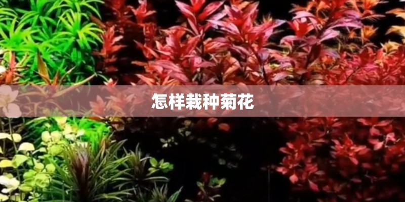 怎样栽种菊花