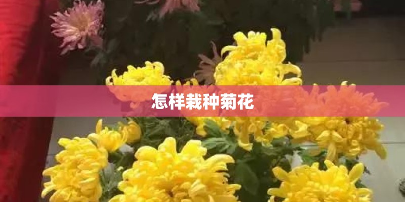 怎样栽种菊花