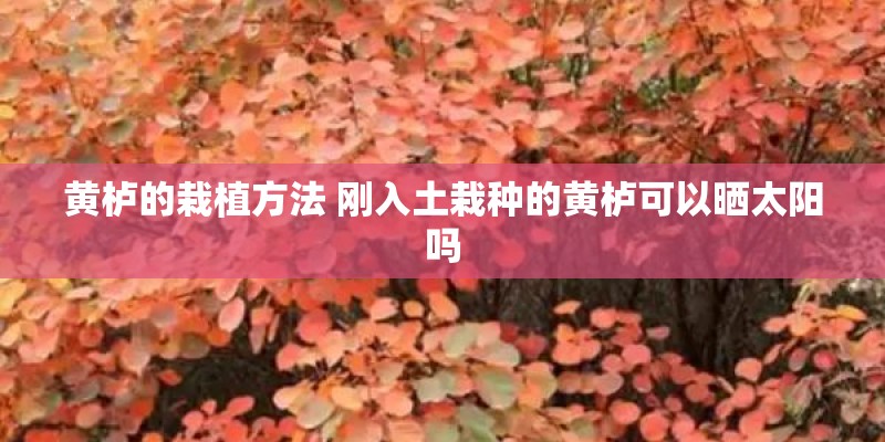 黄栌的栽植方法 刚入土栽种的黄栌可以晒太阳吗