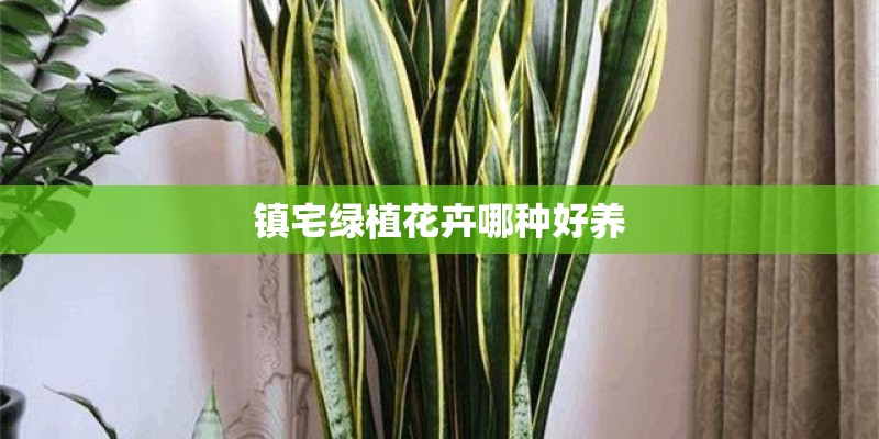 镇宅绿植花卉哪种好养