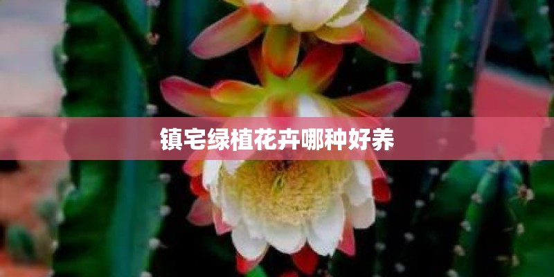 镇宅绿植花卉哪种好养