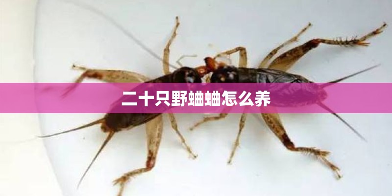 二十只野蛐蛐怎么养