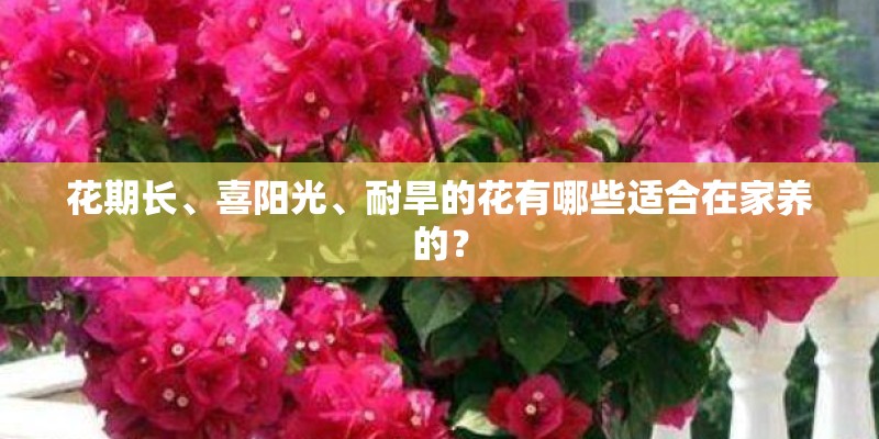 花期长、喜阳光、耐旱的花有哪些适合在家养的？