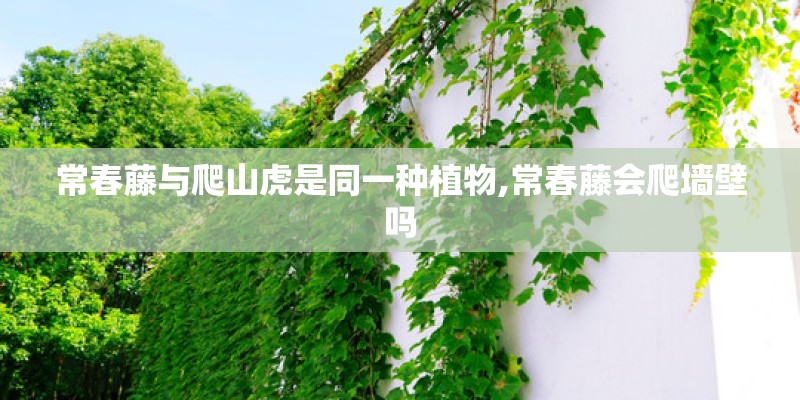 常春藤与爬山虎是同一种植物,常春藤会爬墙壁吗