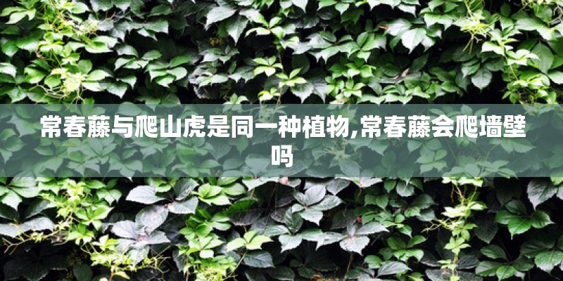 常春藤与爬山虎是同一种植物,常春藤会爬墙壁吗