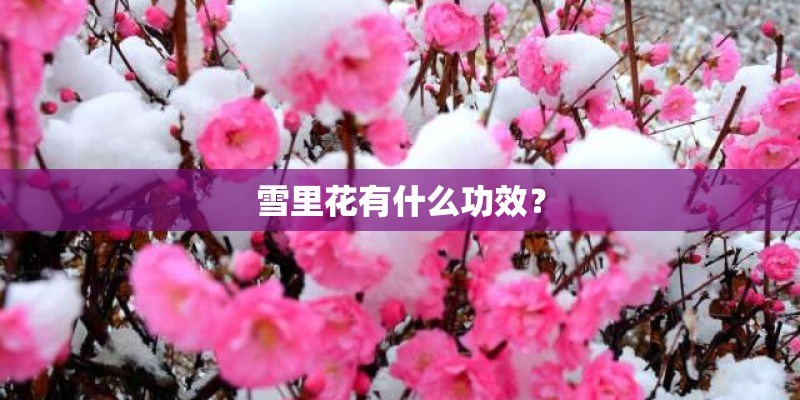 雪里花有什么功效？