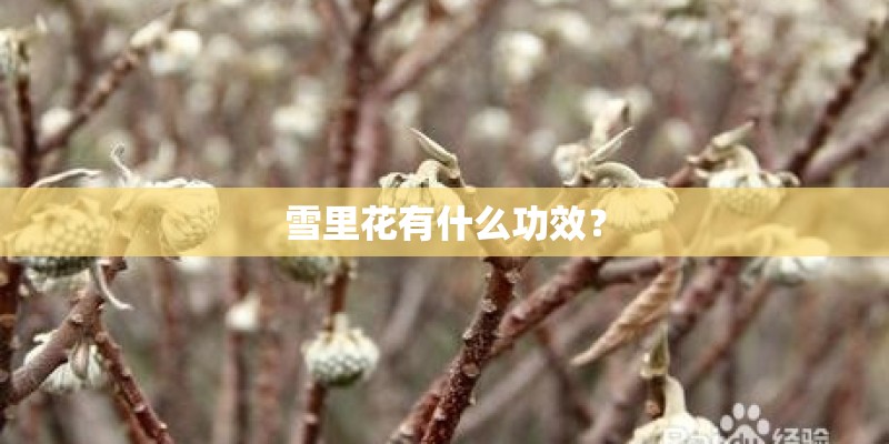 雪里花有什么功效？