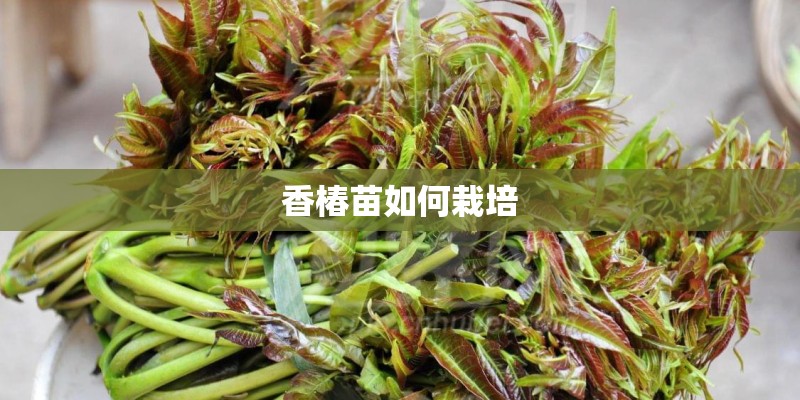 香椿苗如何栽培