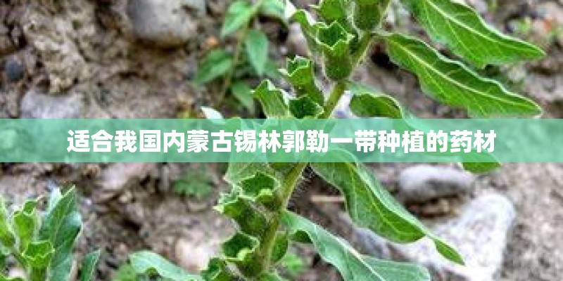 适合我国内蒙古锡林郭勒一带种植的药材
