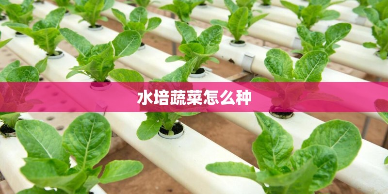 水培蔬菜怎么种
