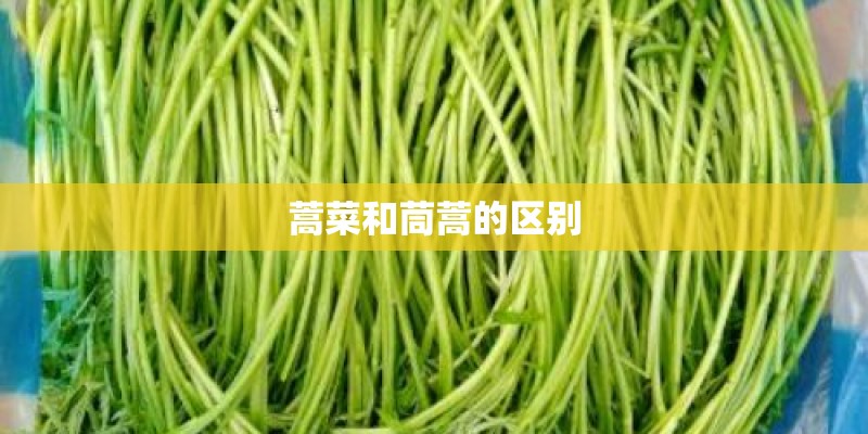 蒿菜和茼蒿的区别