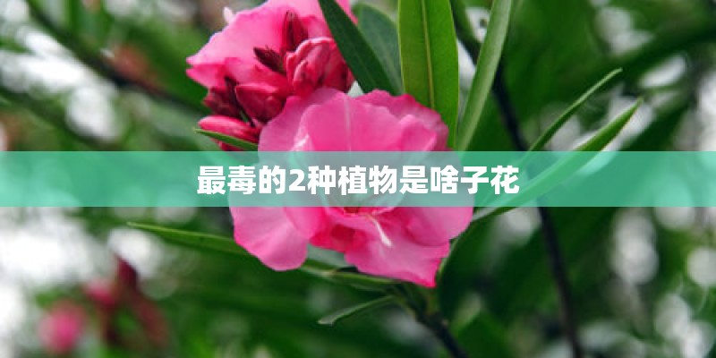 最毒的2种植物是啥子花