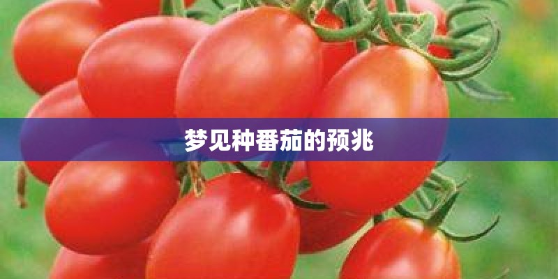 梦见种番茄的预兆