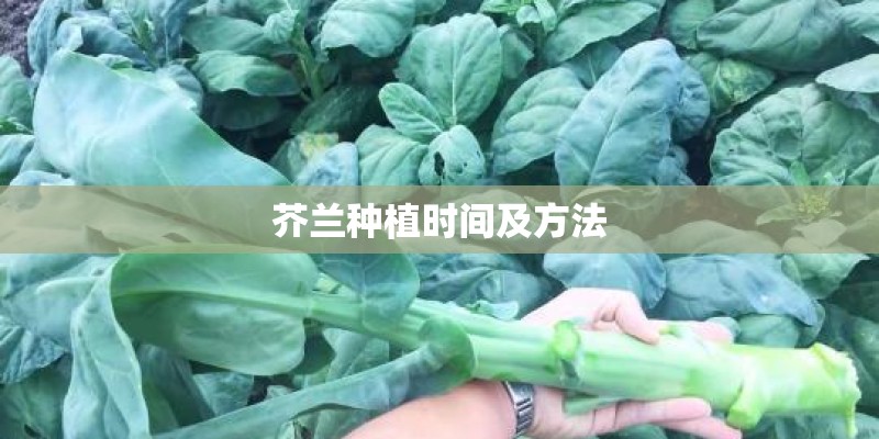 芥兰种植时间及方法