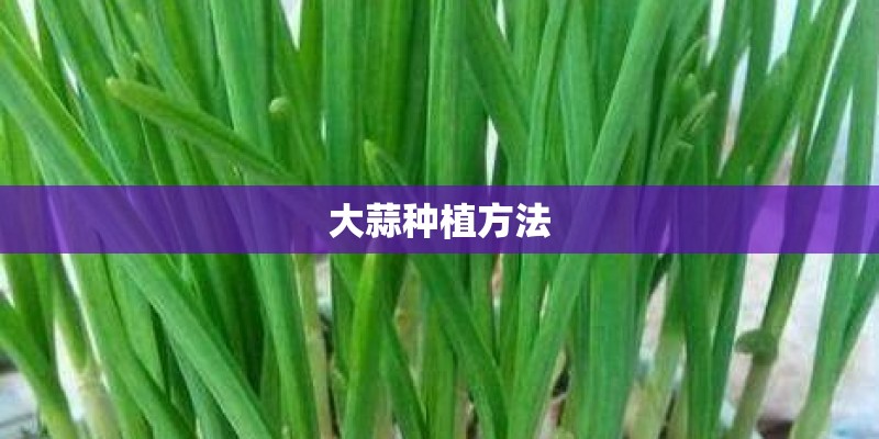 大蒜种植方法
