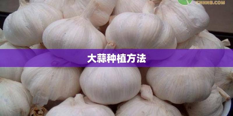 大蒜种植方法