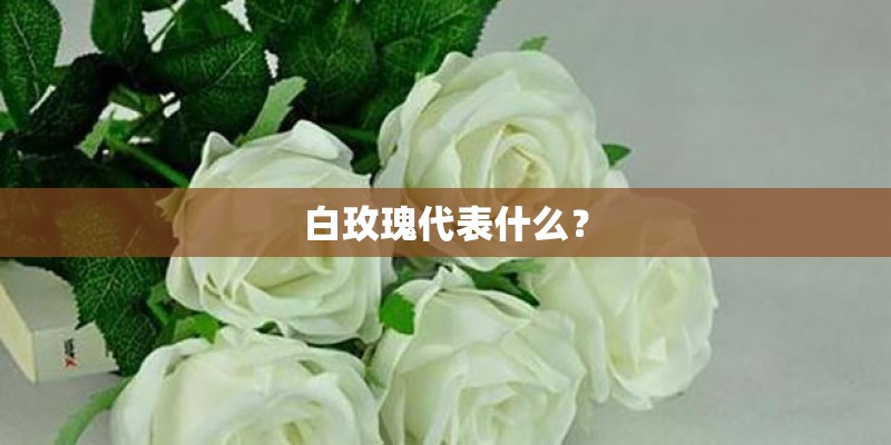 白玫瑰代表什么？