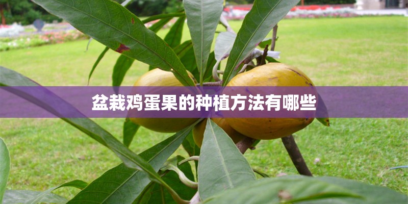 盆栽鸡蛋果的种植方法有哪些
